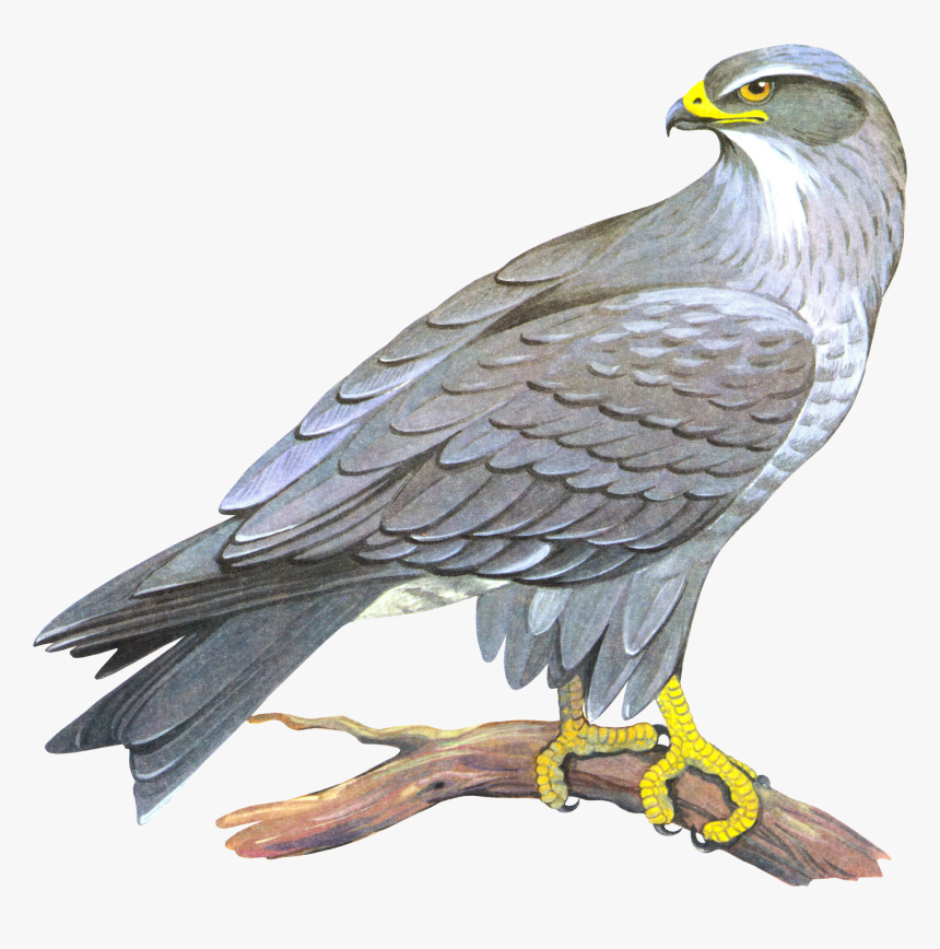 Detail Falcon Clipart Nomer 35
