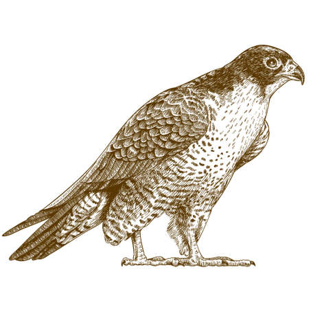 Detail Falcon Clipart Nomer 41