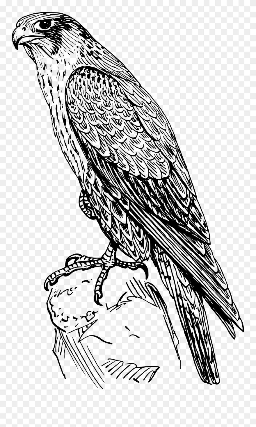 Detail Falcon Clipart Nomer 43