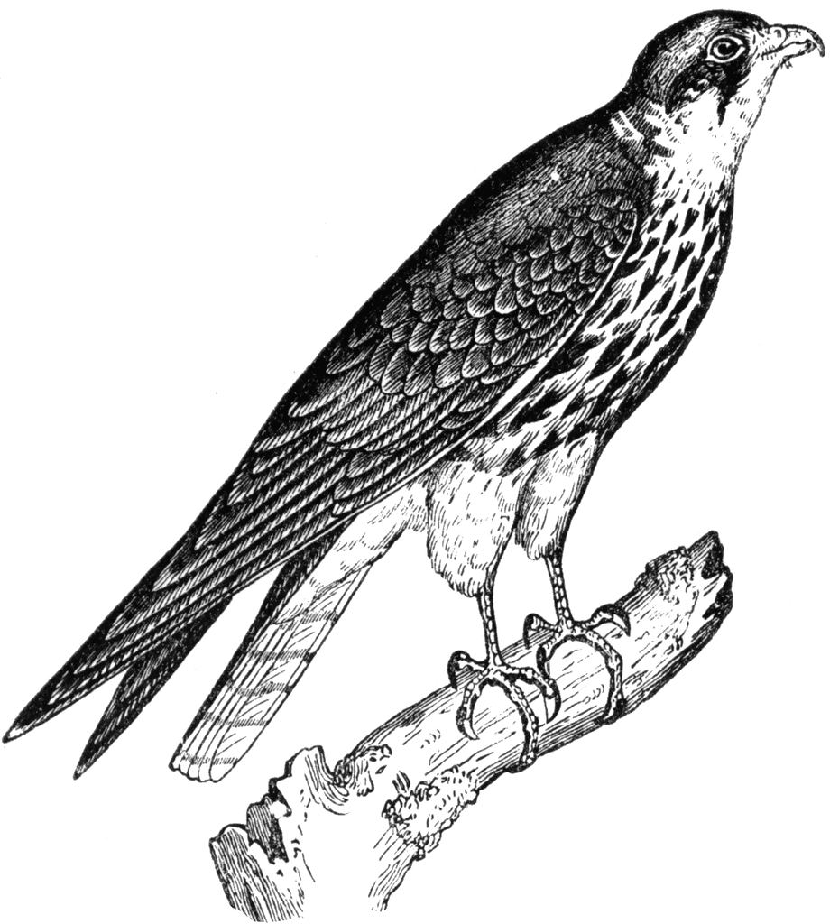 Detail Falcon Clipart Nomer 48