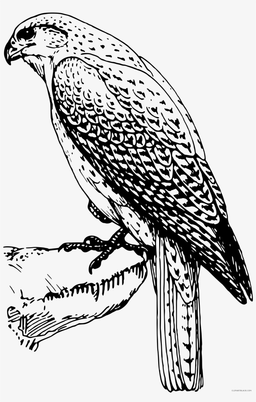 Detail Falcon Clipart Nomer 50