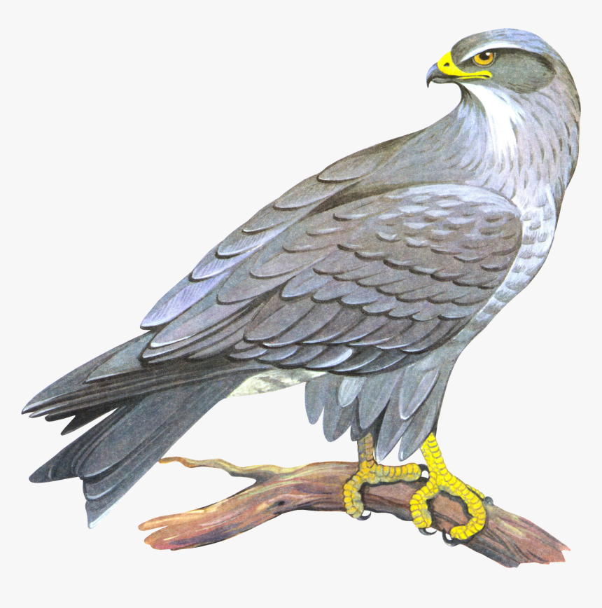 Detail Falcon Clipart Free Nomer 22