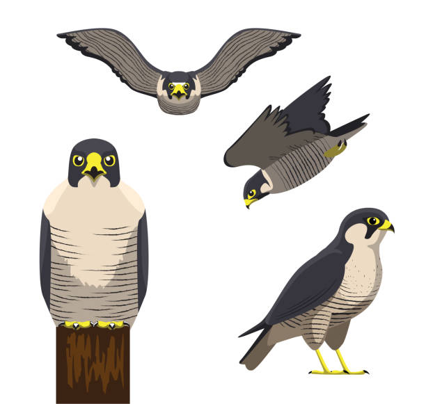 Detail Falcon Clipart Free Nomer 26