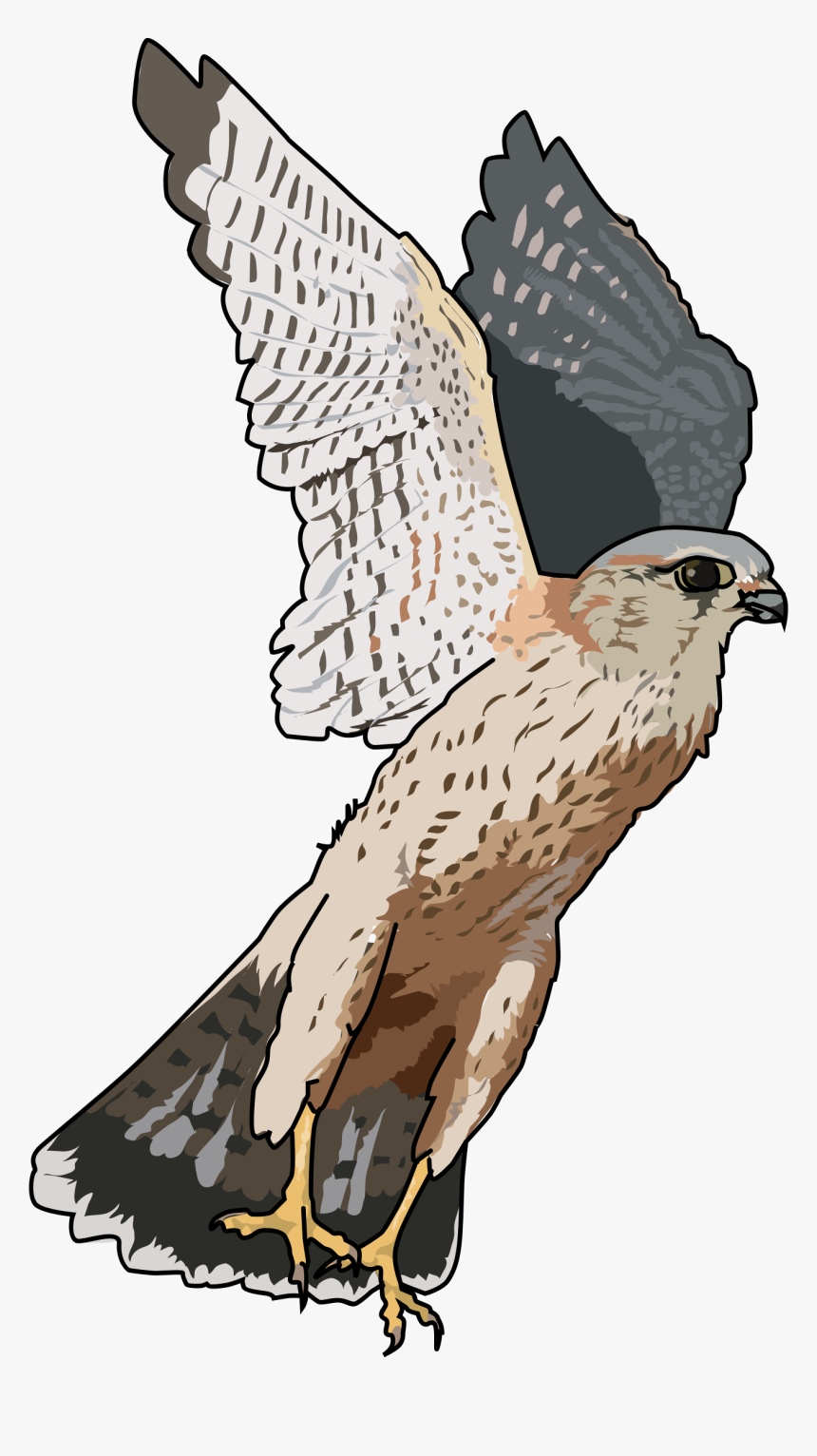 Detail Falcon Clipart Free Nomer 29