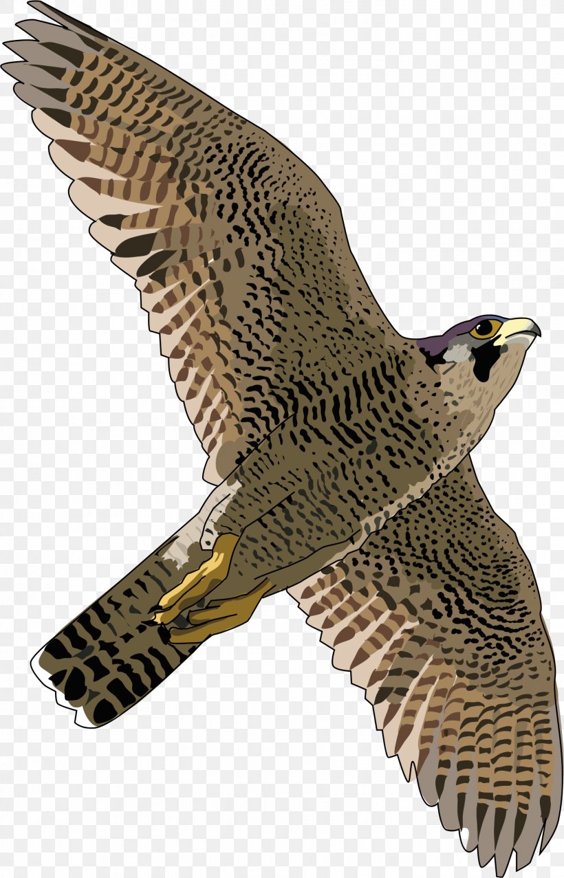 Detail Falcon Images Free Nomer 19