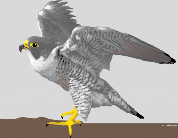 Detail Falcon Images Graphics Nomer 46