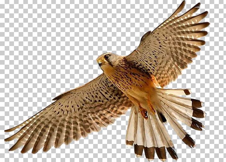 Detail Falcon Png Nomer 4