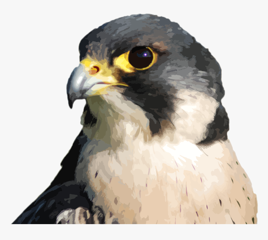 Detail Falcon Png Nomer 41