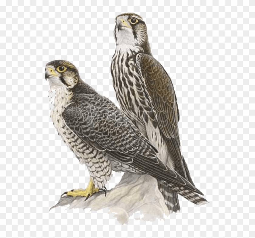 Detail Falcon Png Nomer 49