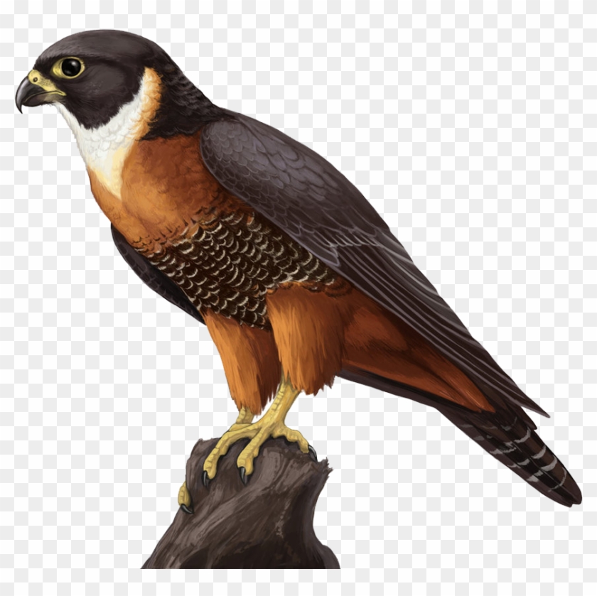 Detail Falcon Png Nomer 50