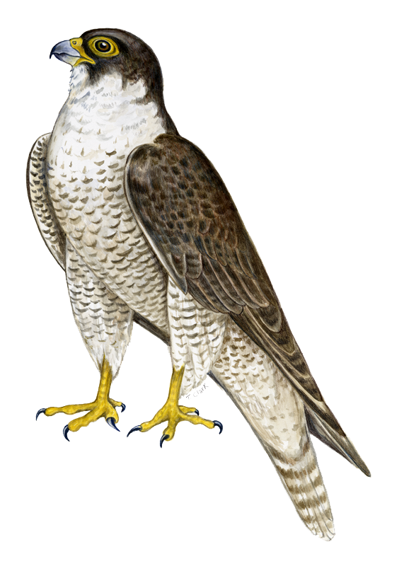 Detail Falcon Png Nomer 7