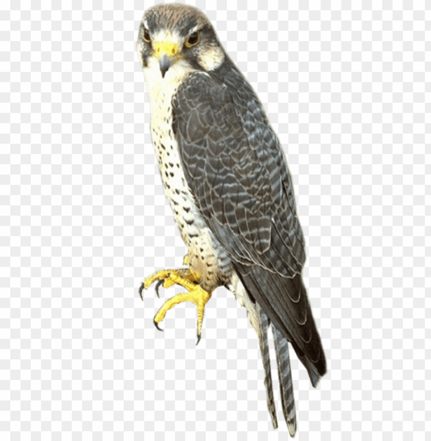 Detail Falcon Png Nomer 9