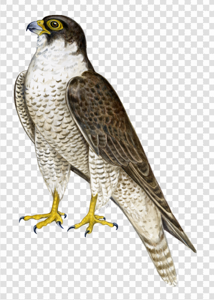 Detail Falcon Transparent Nomer 14