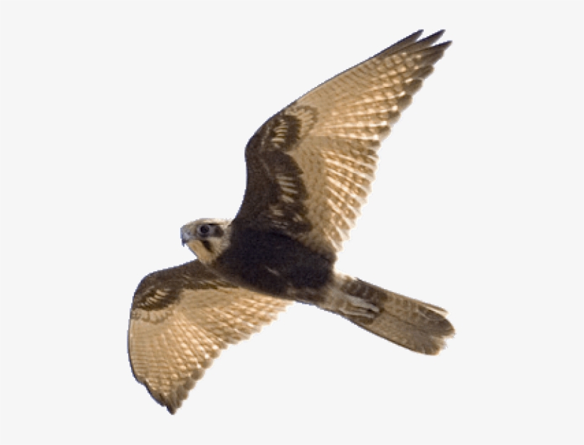 Detail Falcon Transparent Nomer 3