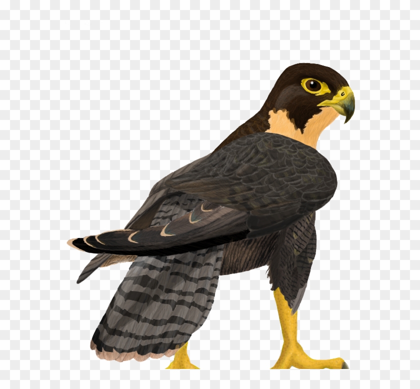 Detail Falcon Transparent Nomer 23