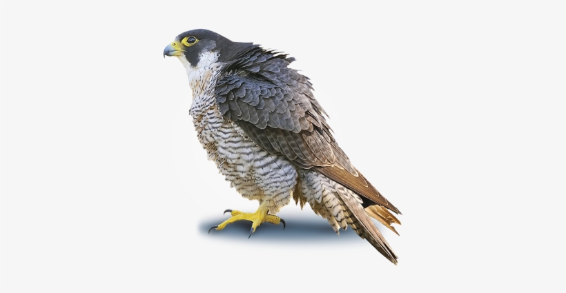 Detail Falcon Transparent Nomer 24