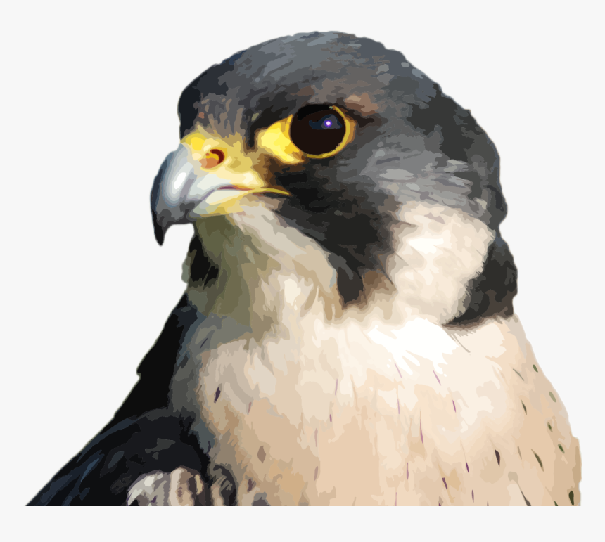Detail Falcon Transparent Nomer 32