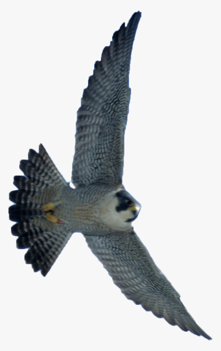 Detail Falcon Transparent Nomer 35