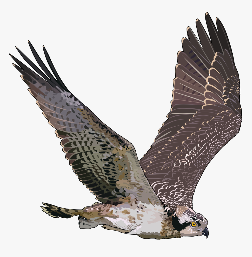 Detail Falcon Transparent Nomer 5