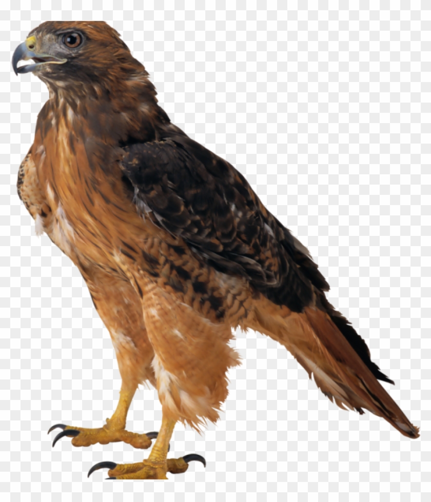 Detail Falcon Transparent Nomer 46