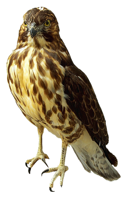 Detail Falcon Transparent Nomer 8