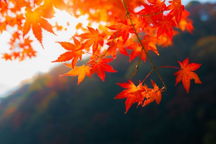 Detail Fall Background Images Free Nomer 11