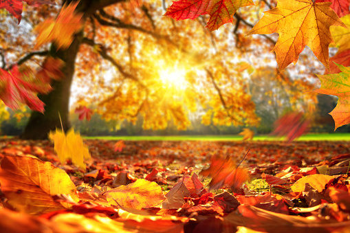 Detail Fall Background Images Free Nomer 15
