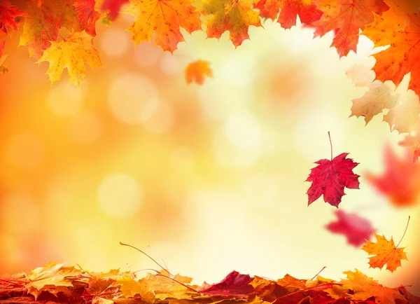 Detail Fall Background Images Free Nomer 17