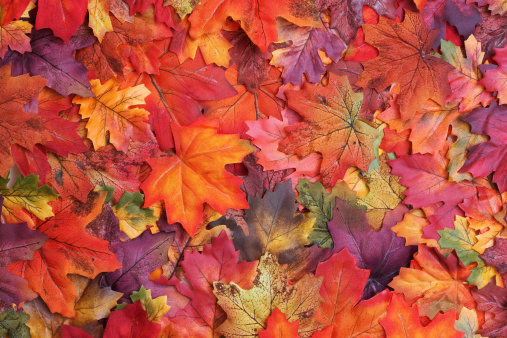 Detail Fall Background Images Free Nomer 18