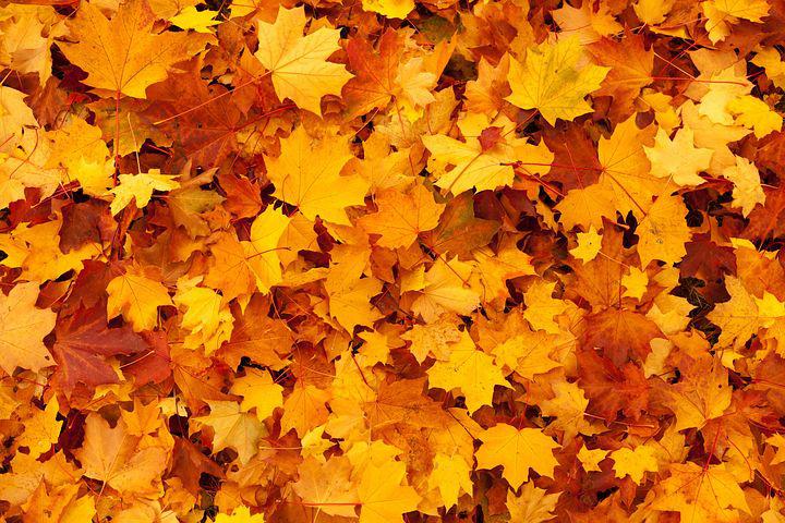 Detail Fall Background Images Free Nomer 3
