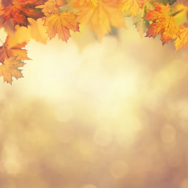 Detail Fall Background Images Free Nomer 20