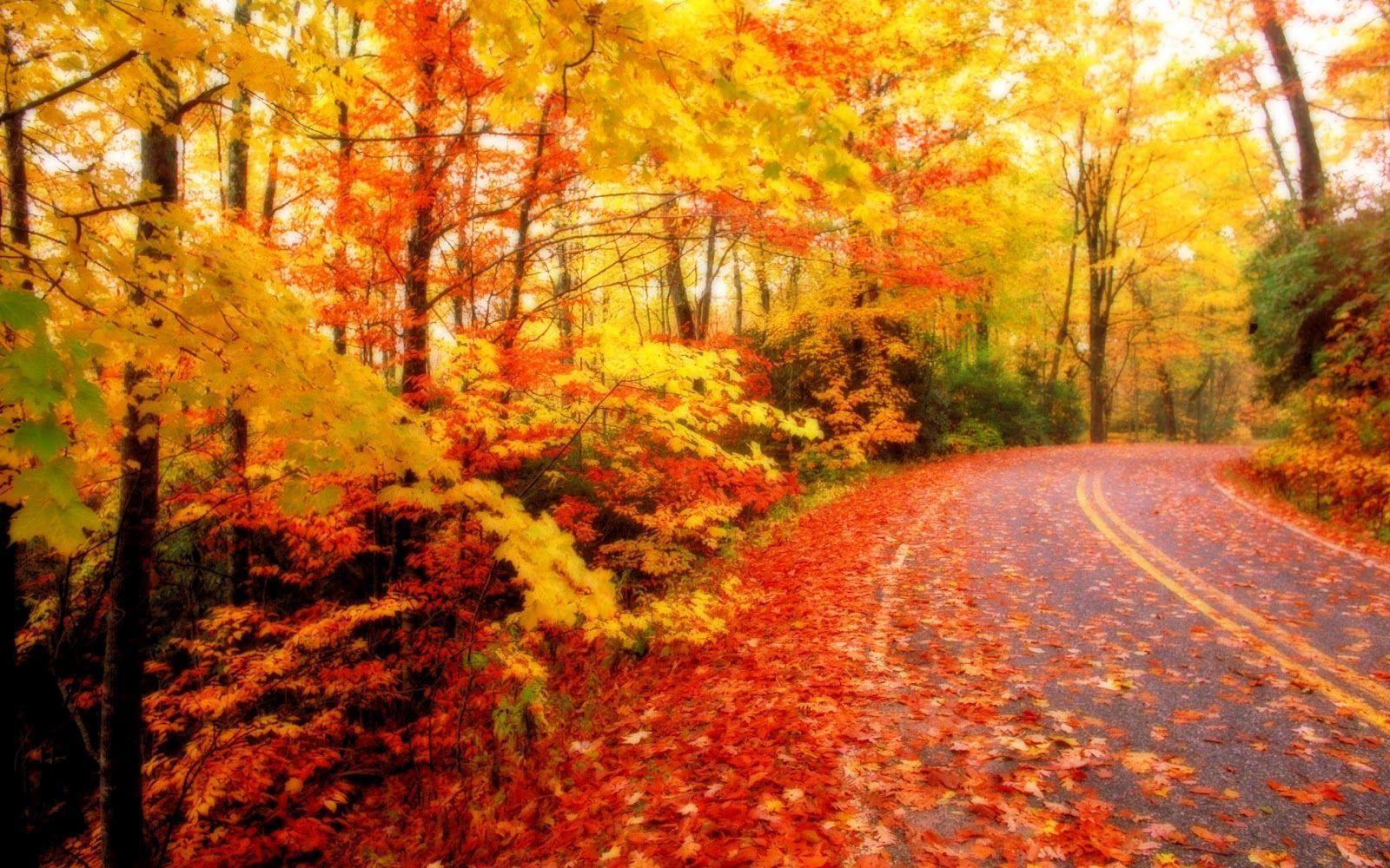 Detail Fall Background Images Free Nomer 21