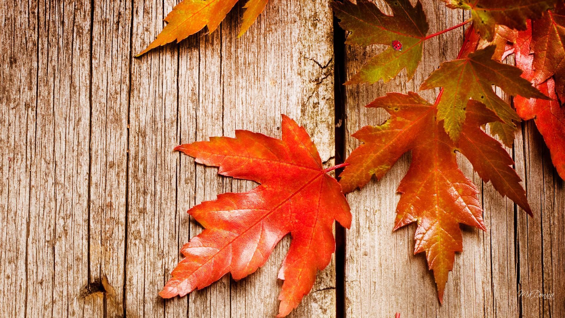 Detail Fall Background Images Free Nomer 28