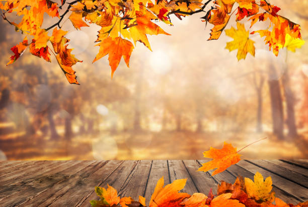 Detail Fall Background Images Free Nomer 29