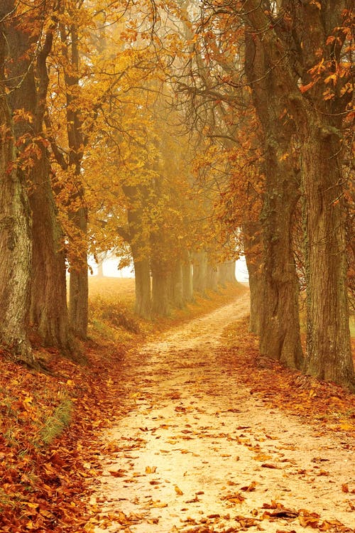 Detail Fall Background Images Free Nomer 30