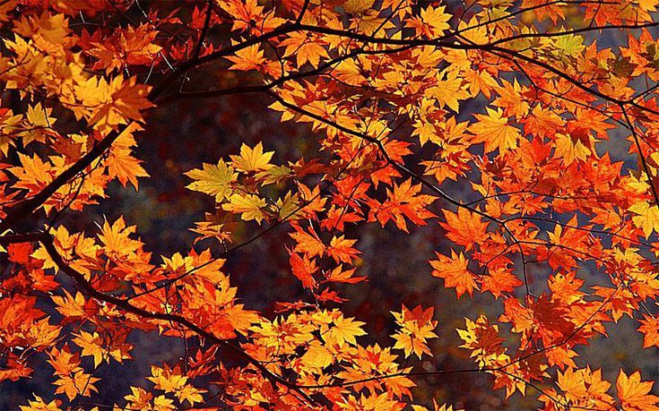 Detail Fall Background Images Free Nomer 32