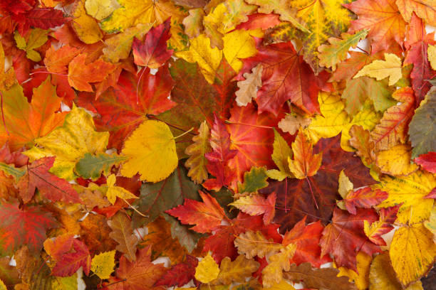 Detail Fall Background Images Free Nomer 33
