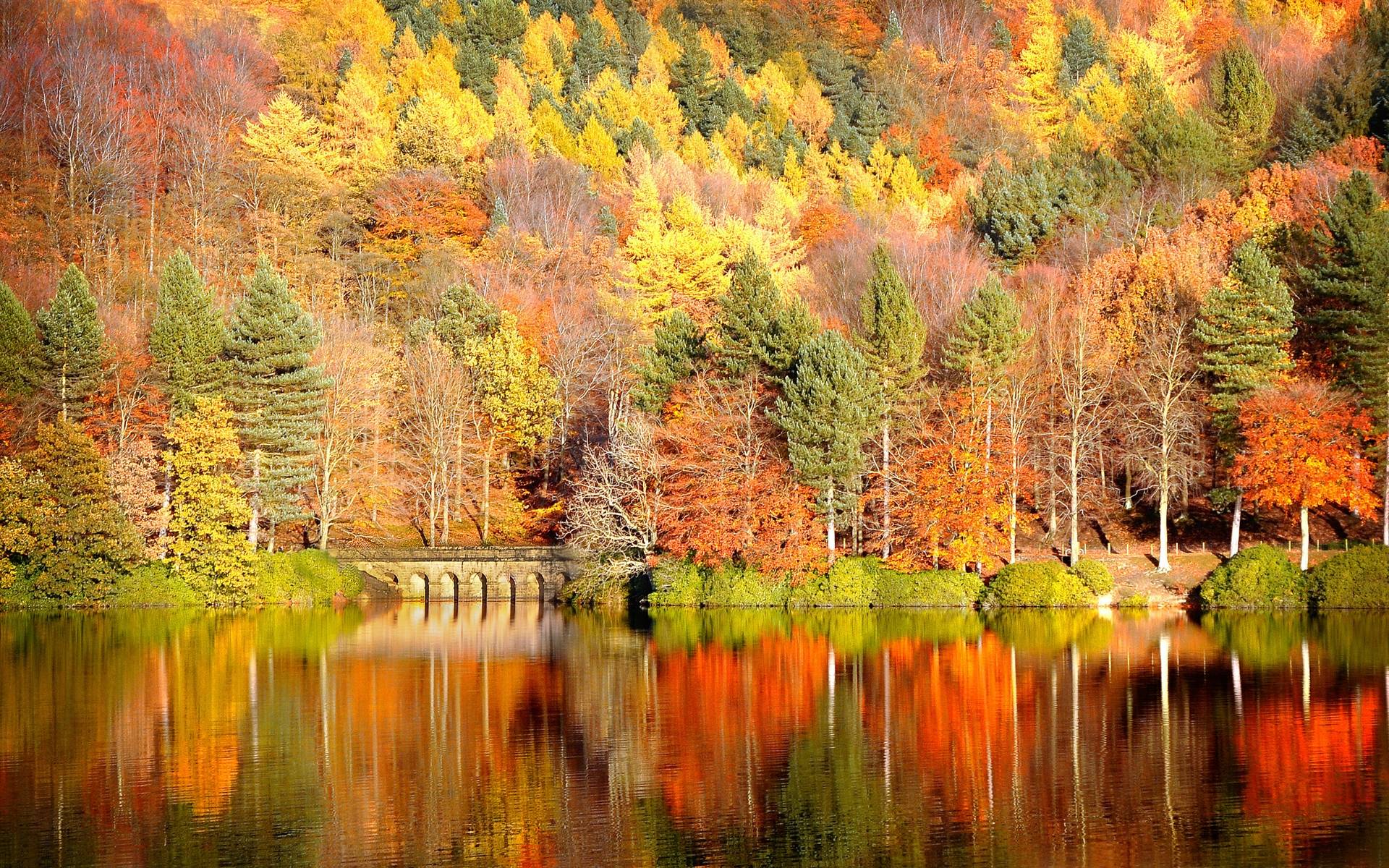 Detail Fall Background Images Free Nomer 34