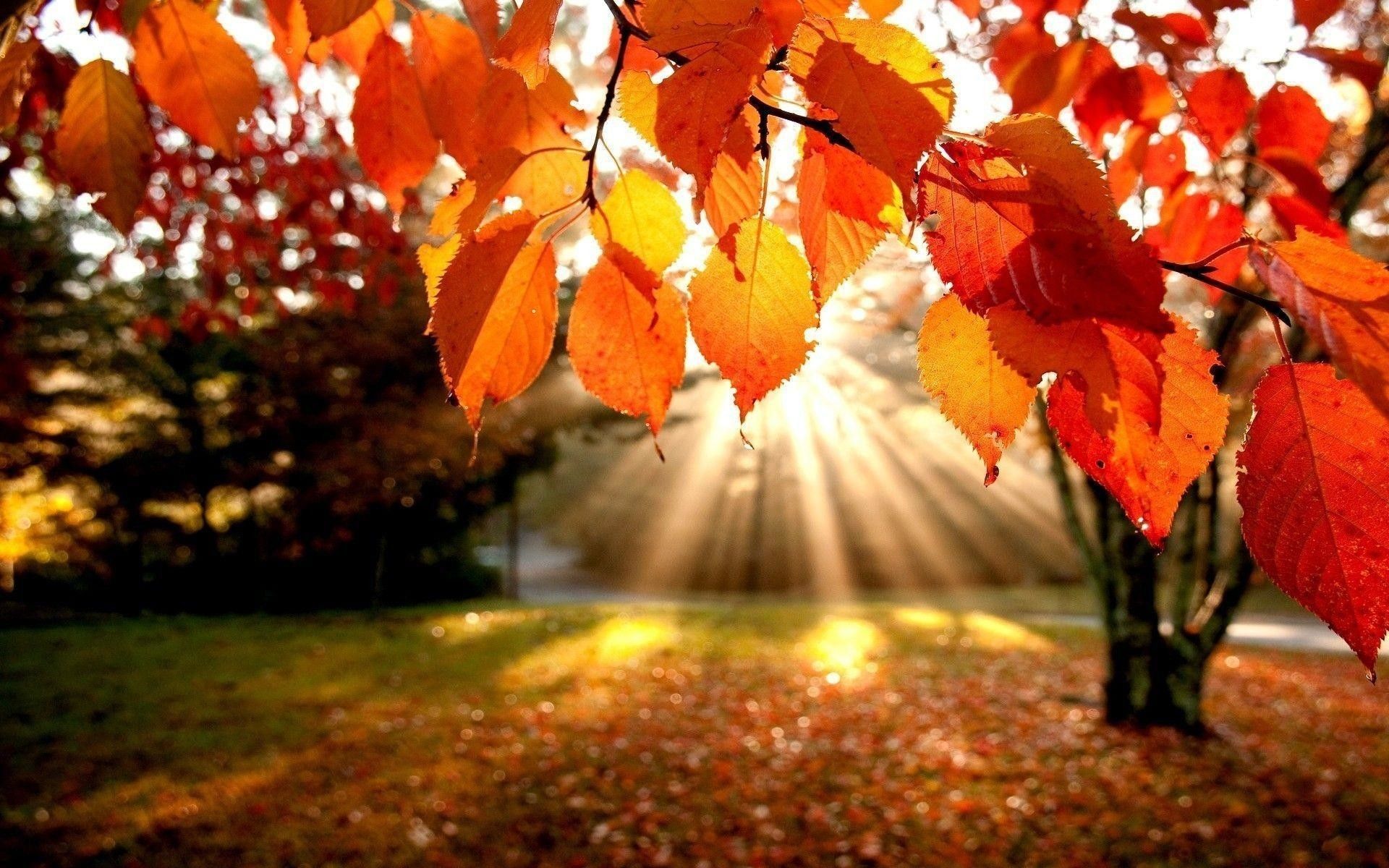 Detail Fall Background Images Free Nomer 35