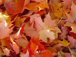 Detail Fall Background Images Free Nomer 37
