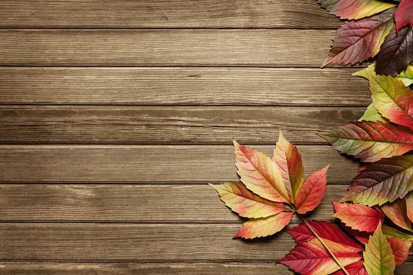 Detail Fall Background Images Free Nomer 5