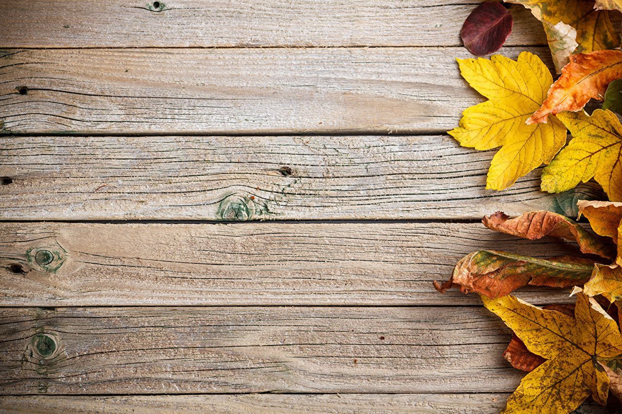 Detail Fall Background Images Free Nomer 38