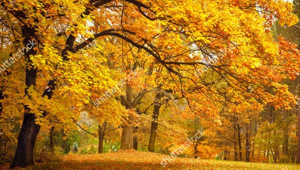 Detail Fall Background Images Free Nomer 42