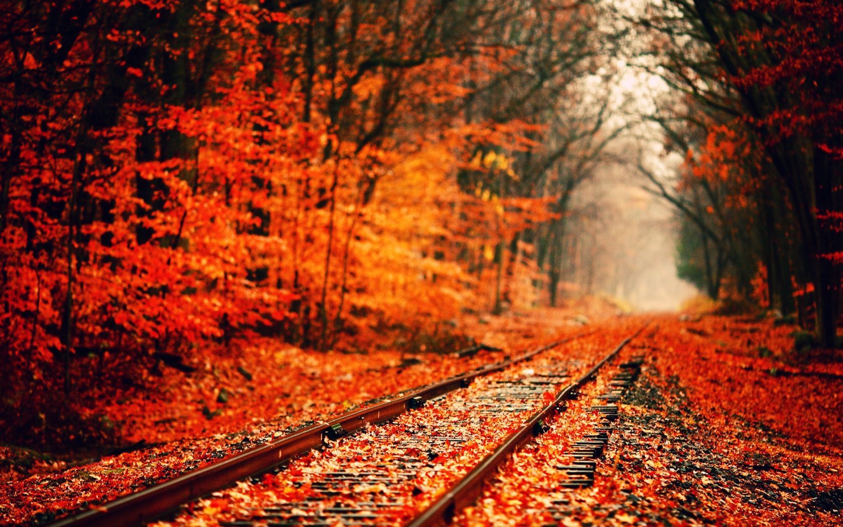 Detail Fall Background Images Free Nomer 46