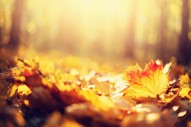 Detail Fall Background Images Free Nomer 6