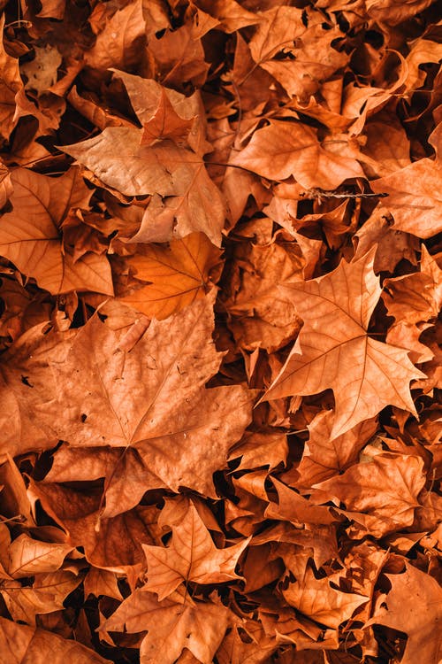 Detail Fall Background Images Free Nomer 49