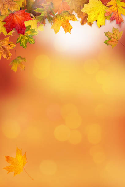 Detail Fall Background Images Free Nomer 55
