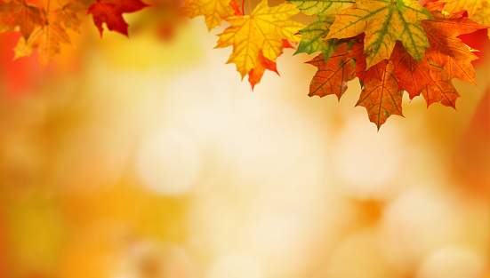 Detail Fall Background Images Free Nomer 7