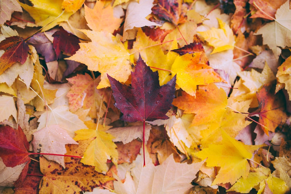 Detail Fall Background Images Free Nomer 8