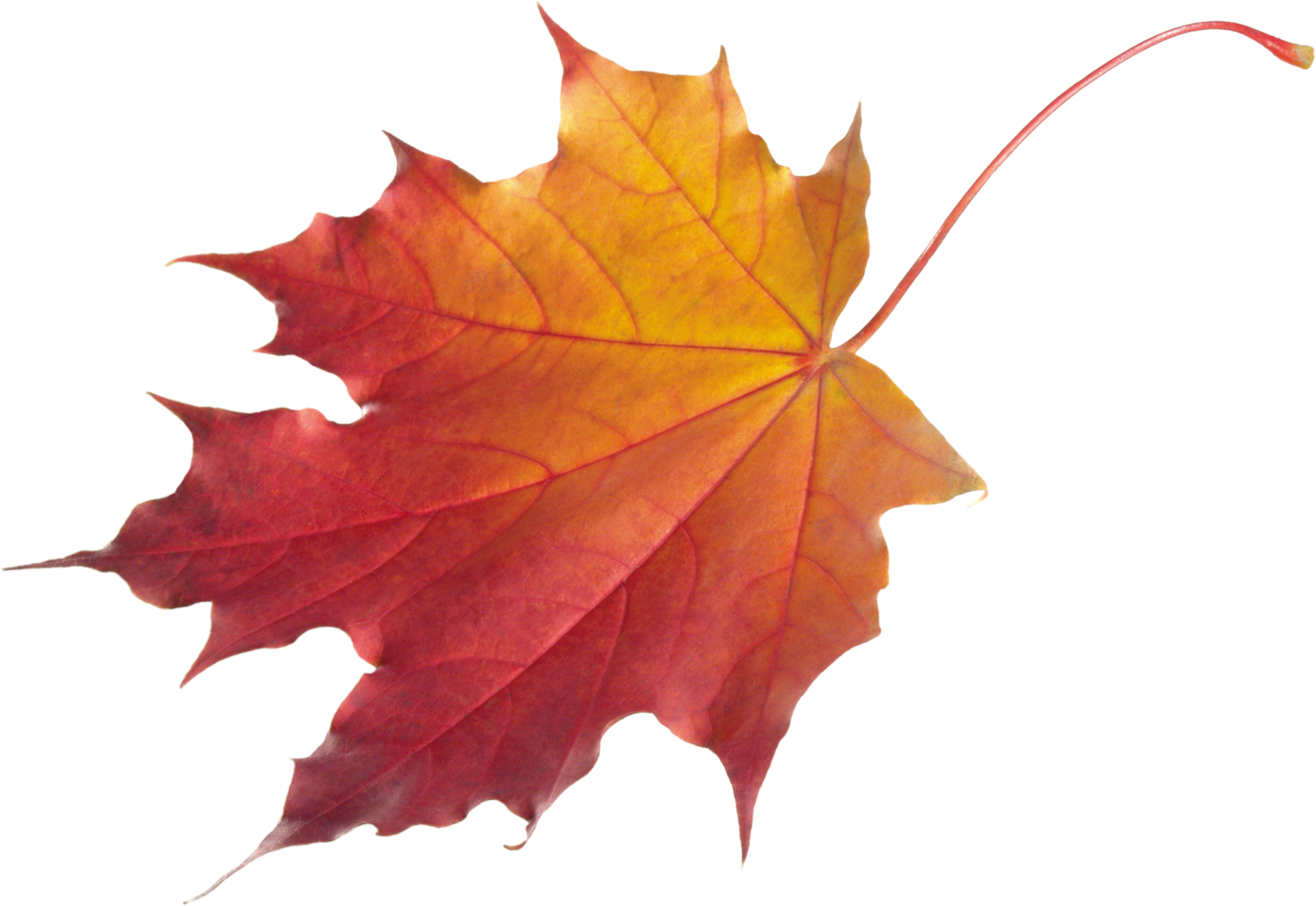 Detail Fall Images Png Nomer 19